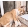 Gatos FoFoS 21