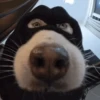 Cachorro meme 6