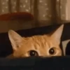 Gatos memes 12