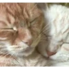 Gatos FoFoS 9