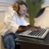 Más monitos  4