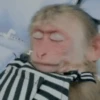 एनिमेटेड नन्हे बंदर 🐵 11