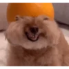 DogsFOFOS 20