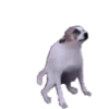 😁 Dancing Memes 5