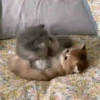 🌈🐈‍⬛✨️Gatos Funny Mood✨️🐈‍⬛🌈 16
