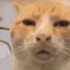 Reactions de gatin 14