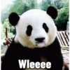 Pandaa 🐼 7
