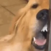 GIFs de Cachorros Reações 3 🐶 11