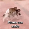 Paseo con estilo