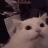 Gatos cura depresión😻animado 6