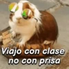 Hámsters divertidos!🐹 7