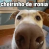 Cachorros debochados 15