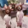 Pets no natal 7