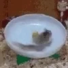 Hamster gifs baixa qualidade  20