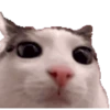 Gatinho 12