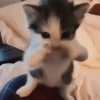 XITPOST ANIMADO  ˃̵ᴗ˂̵ 5