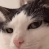 Reactions de gatin 16