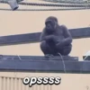 opssss