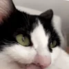 FuNnY CaTs ✨🐱 11