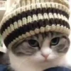 Gatitos😻💕 5