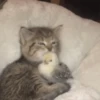 Kucing lucu 14