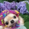 😄 Memes Random Tiktok 😄 8