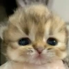 🌈🐈‍⬛✨️Gatos Funny Mood✨️🐈‍⬛🌈 24