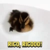 RICO, RICOOO!