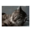 Gatito sacando la lengua 💋😝 14