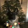 Pets no natal 12