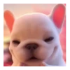 Pibble 🐾🐶 6