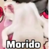 🐱 Gatitos 🐱💛 13