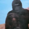 Monos burlones 12