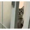 Gatos FoFoS 8