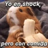 Hámsters divertidos!🐹 8