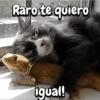Michis Crazy 🐱🐈‍⬛ 12