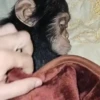 Monky amigos oficial 🐵 16
