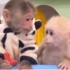 एनिमेटेड नन्हे बंदर 🐵 6