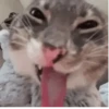 GATINHOS MEMES😹 9