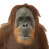 Macaco | Reações  10