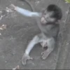 Monos burlones 8