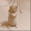 Mas Gatitos Randomcitos 🐾🐱 8