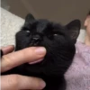 Gata loca 18