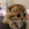 🌈🐈‍⬛✨️Gatos Funny Mood✨️🐈‍⬛🌈 19