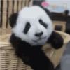 Pandaa 🐼 8