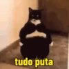 Gatos memes 14