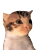 Historias Gatunas Gatos 23
