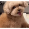 DogsFOFOS 7