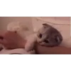 Babysular 17