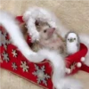 Pets no natal 6